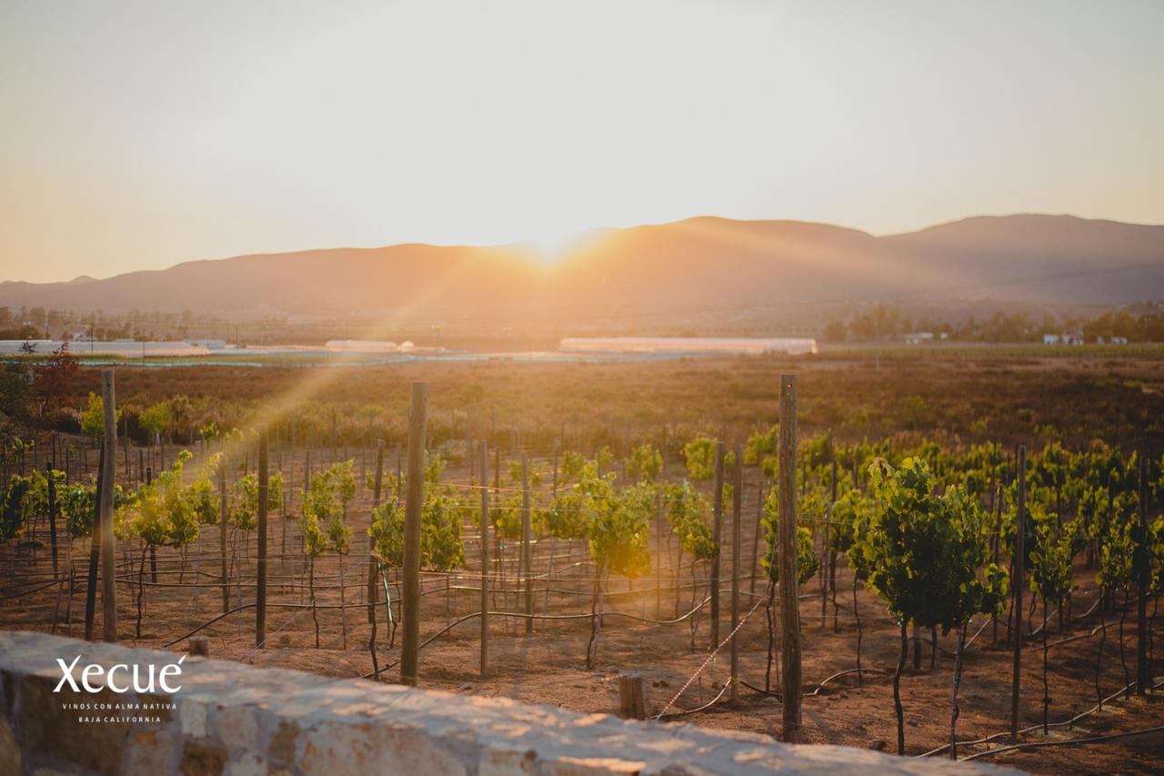 Vinos Xecue Hotel Ensenada Kültér fotó